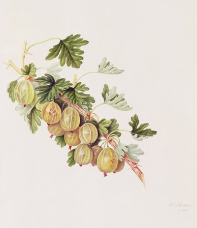 Groene Kruisbes, 1815 door William Hooker