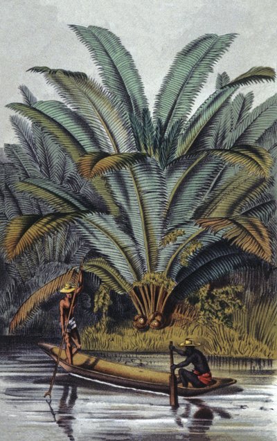 Palmboom door William Hooker
