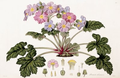 Primula Sinensis, 1821-1826 door William Hooker