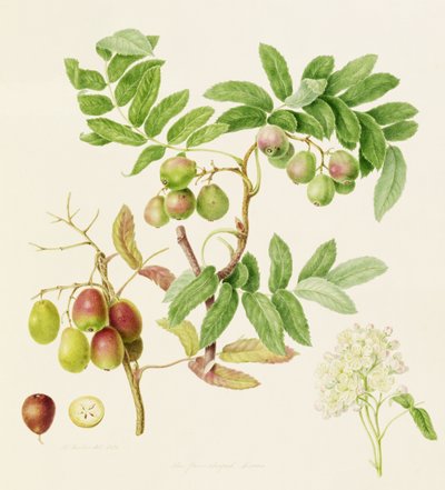 De peervormige dienstkrabappel, 1820 door William Hooker