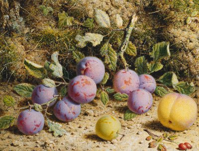 Stilleven met Pruimen, een Perzik en Rozenbottels door William Hough