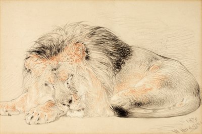 Studie van een leeuw door William Huggins