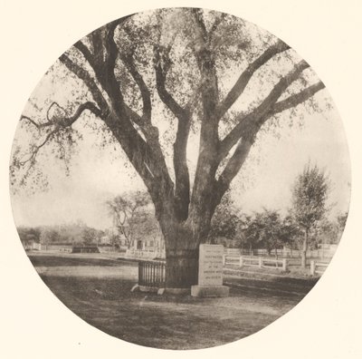 De iep in Washington door William J. Stillman