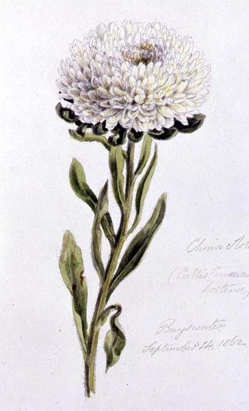 China Aster, geschilderd in Bayswater door William James Linton
