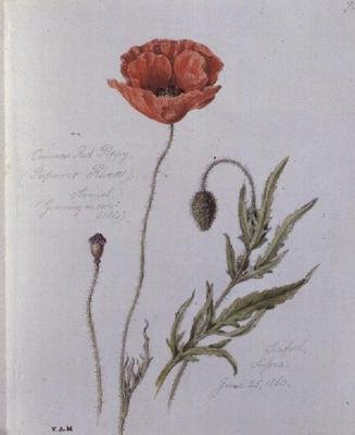 Gewone Klaproos, geschilderd in Seaford, Sussex, 25 juni 1860 door William James Linton