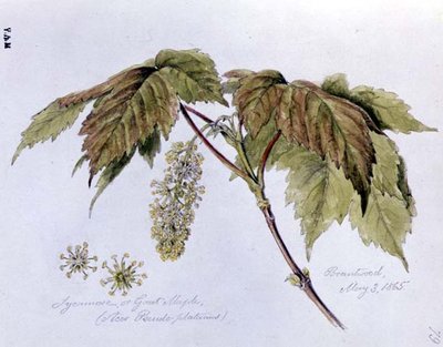 Esdoorn, of Grote Esdoorn, geschilderd in Brantwood, 3 mei 1865 door William James Linton