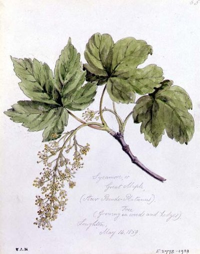 Esdoorn, of Grote Esdoorn, geschilderd in Loughton door William James Linton