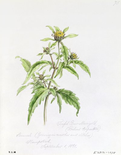 Trifid Burr-Marigold, geschilderd in Hampstead, 1 september 1861 door William James Linton