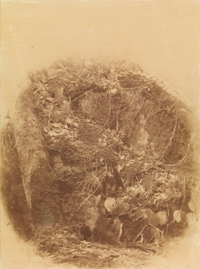 Zonder titel, uit de portfolio The Forest: Adirondack bossen door William James Stillman