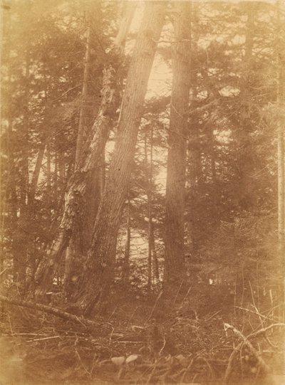 Zonder titel, uit de portfolio The Forest: Adirondack bossen door William James Stillman