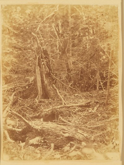 Zonder titel, uit de portfolio The Forest: Adirondack bossen door William James Stillman