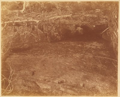 Zonder titel, uit de portfolio The Forest: Adirondack bossen door William James Stillman
