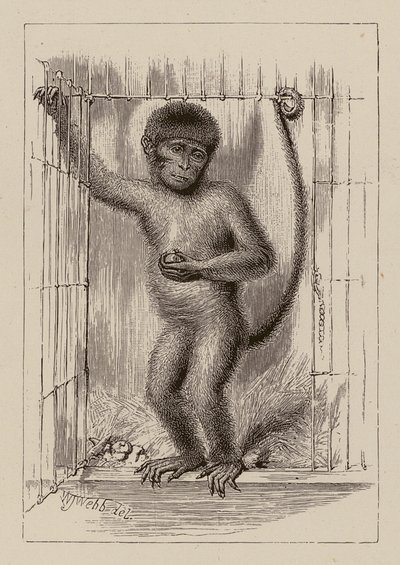 De neger-aap (gravure) door William James Webbe