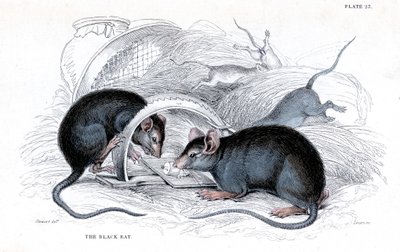Gravure van Zwarte Rat gevangen in Val, 1838 door William Jardine