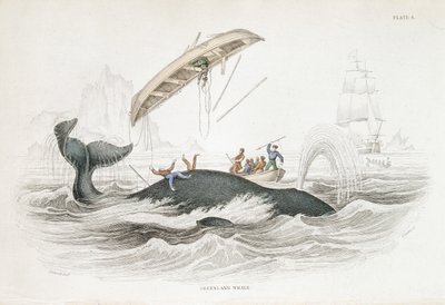 Harpoeneren van een Groenlandse walvis die een van de aanvallende boten heeft omgegooid. Uit William Jardine The Naturalist