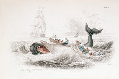 Harpoeneren van een potvis, 1837 door William Jardine