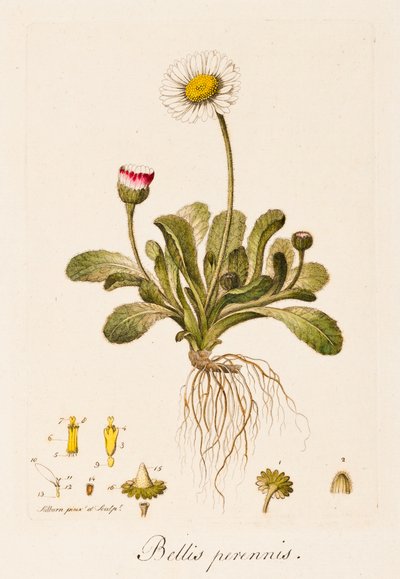 Bellis perennis, Madeliefje door William Kilburn