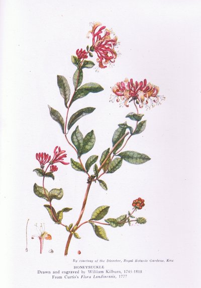 Kamperfoelie, Natuur in Groot-Brittannië gepubliceerd door Collins, 1946 door William Kilburn
