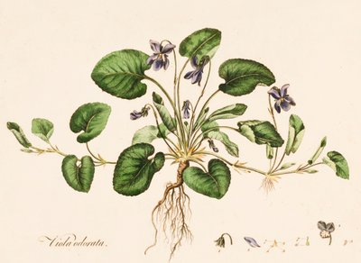 Viola odorata, Zoete Viooltje, c1770-1790 door William Kilburn