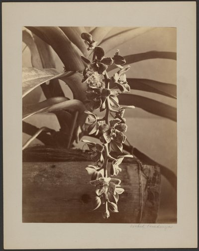 Orchideeën, Ceylon door William Louis Henry Skeen