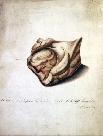 Studie van de Hersenen II, c.1850 door William Lover