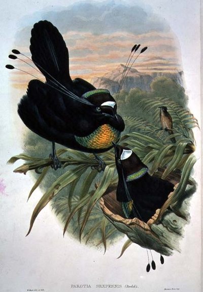 Arfak Zesdradige Paradijsvogel door William Matthew Hart
