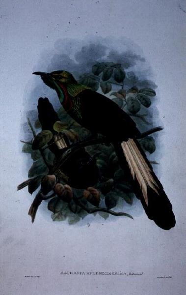 Astrapia Splendidissima door William Matthew Hart