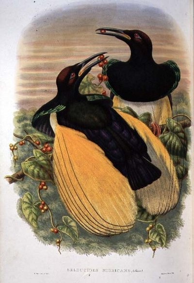 Paradijsvogel: Twaalfdradige, Seleucidis Melanoleuca door William Matthew Hart