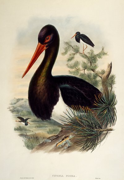 Zwarte ooievaar (Ciconia nigra), lithografie uit Birds of Great Britain door William Matthew Hart