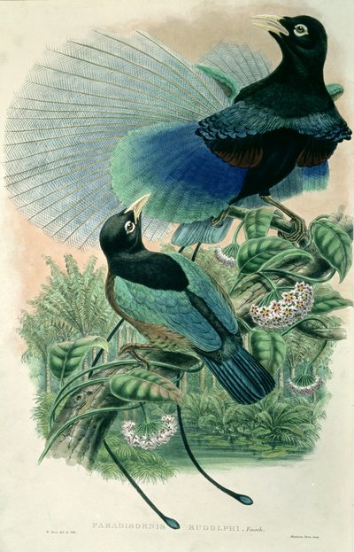 Blauwe paradijsvogel (kleur litho) door William Matthew Hart