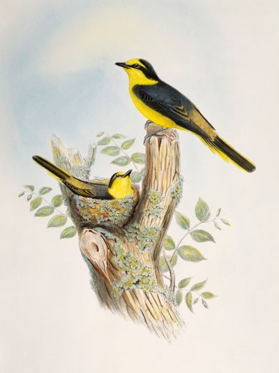 Bruinromp Minivet (Pericrocotus cantonensis), lithografie uit Birds of Asia door William Matthew Hart