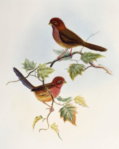 Bruinvleugel Papegaaiduiker (Paradoxornis brunneus), lithografie uit Birds of Asia door William Matthew Hart