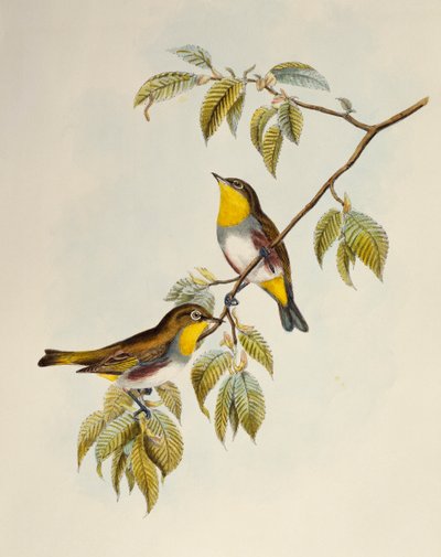 Kastanjebruine Witte-oog (Zosterops erythropleurus), lithografie uit Birds of Asia door William Matthew Hart