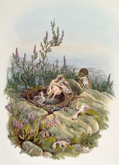 Koekoek, door John Gould (1804-1881), lithografie door William Matthew Hart (1830-1908), Verenigd Koninkrijk door William Matthew Hart