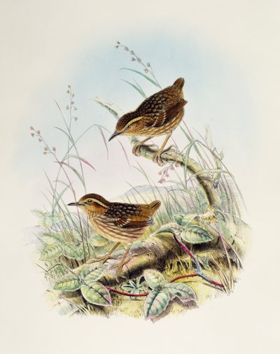 Wenkbrauwwinterkoning (Napothera epilepidota), lithografie uit Birds of Great Britain door William Matthew Hart