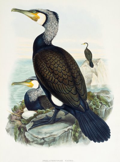 Aalscholver (Phalacrocorax carbo), lithografie uit Birds of Great Britain door William Matthew Hart
