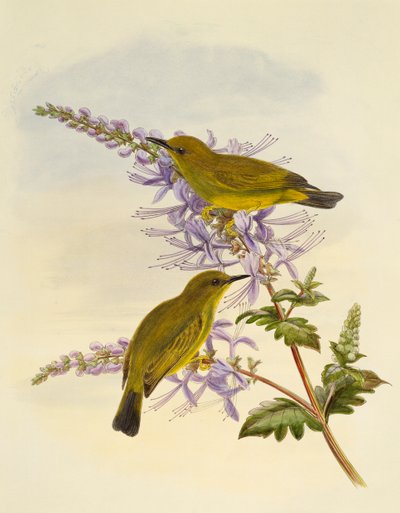 Grijskeelwitoog (Zosterops rendovae), gravure door William Matthew Hart door William Matthew Hart