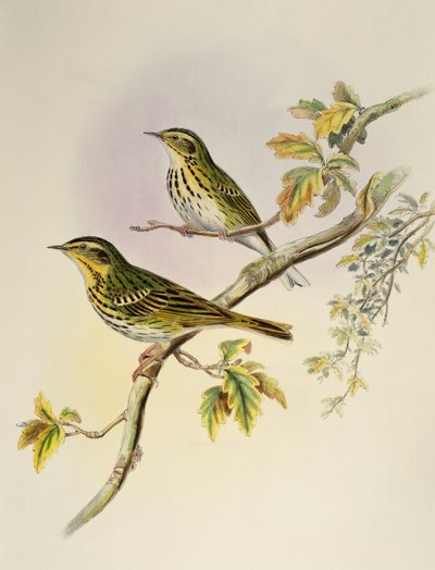 Indische Boompieper (Pipastes agilis), lithografie uit Birds of Asia door William Matthew Hart