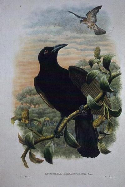 Lucocorax Pyrrhopterus, Paradijs of Zijdeachtige Kraai door William Matthew Hart