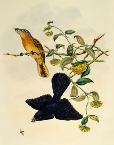 Okerkopvliegenvanger (Myiagra cervinicauda), gravure door William Matthew Hart door William Matthew Hart