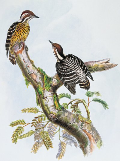 Filipijnse Dwergspecht (Dendrocopos maculatus), lithografie door William Matthew Hart, Verenigd Koninkrijk door William Matthew Hart