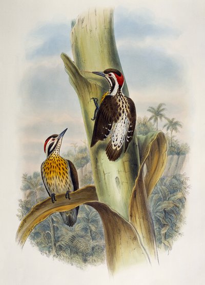 Filipijnse dwergspecht (Dendrocopos maculatus), lithografie uit Birds of Asia door William Matthew Hart