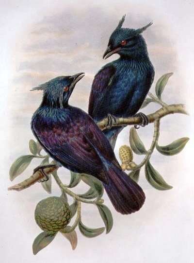 Phonygama Purpureiviolacea (kleur litho) door William Matthew Hart