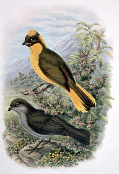 Prinodura Newtoniana, Gouden Tuinman (kleur litho) door William Matthew Hart