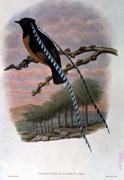 Pteridophora Alberti, Koning van Saksen Paradijsvogel door William Matthew Hart