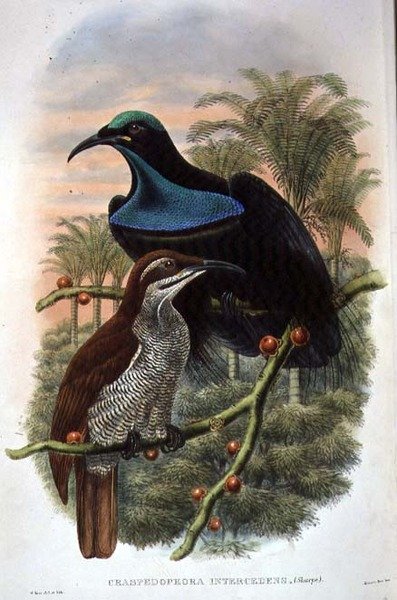 Ptiloris Magnificus, Geweervogel van het Paradijs door William Matthew Hart