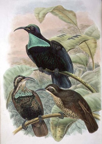 Ptiloris Paradiseus, geweerparadijsvogel door William Matthew Hart