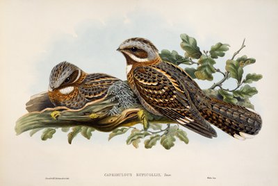 Roodhalsnachtzwaluw (Caprimulgus ruficollis), lithografie uit Birds of Great Britain door William Matthew Hart