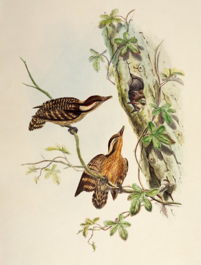Sunda Specht (Dendrocopos moluccensis), lithografie uit Birds of Asia door William Matthew Hart
