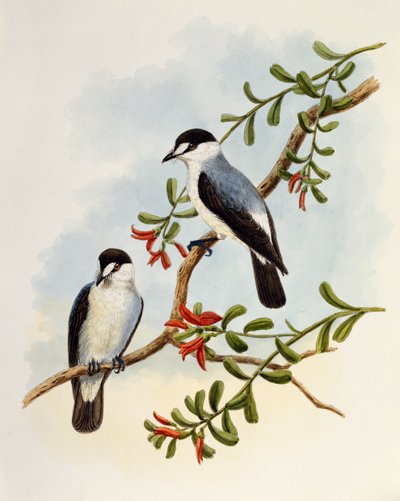 Stroomroodborst (Monachella muelleriana), gravure door William Matthew Hart, Verenigd Koninkrijk door William Matthew Hart